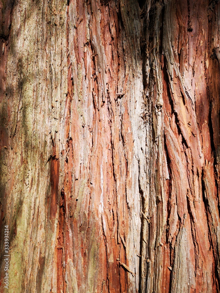Obraz premium rote Baumrinde Hintergrundbild