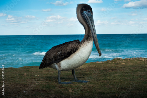 Pelikan auf Kuba