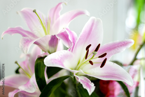 Bouquet of pink lilies. Beautiful pink lilies in a bouquet. © liubovi samoilova