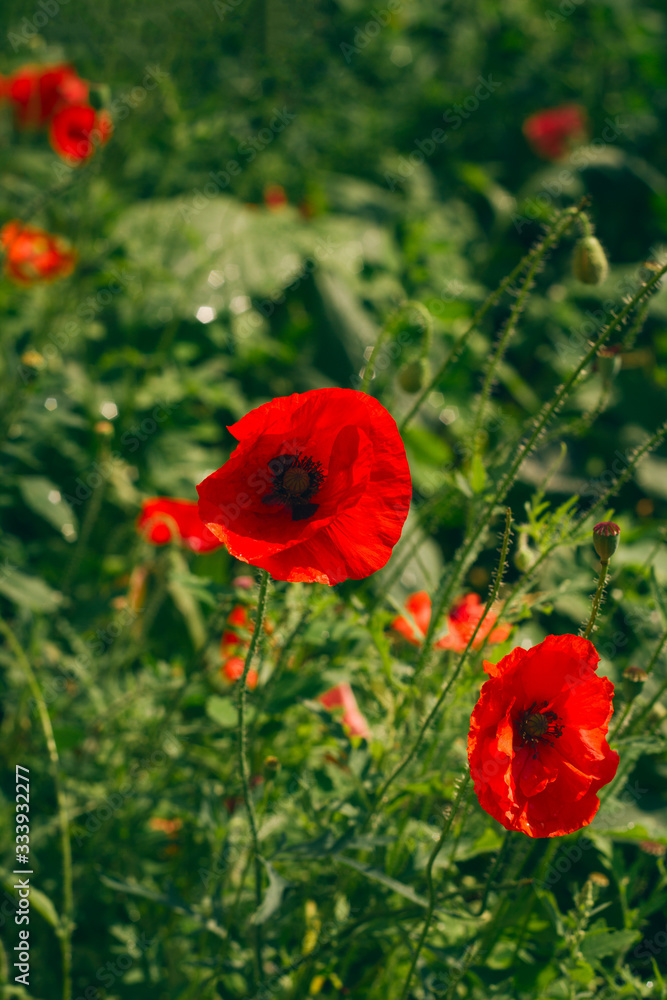 Obraz premium close up red poppy flowers dark toned ,blurred background