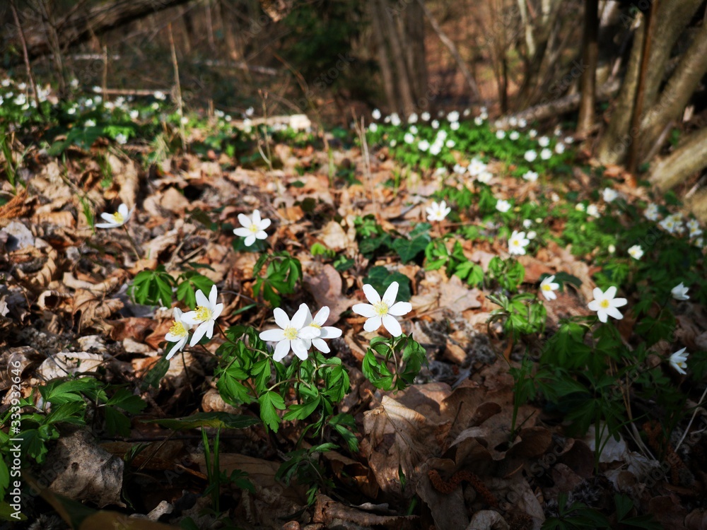blühende Frühlingswiese im Wald blühende Frühlingswiese im Wald