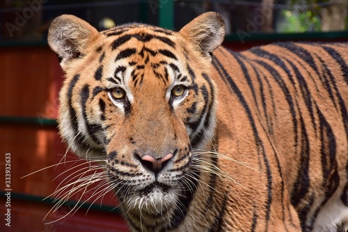 Fototapeta Naklejka Na Ścianę i Meble -  A close up of the Bengal tiger face