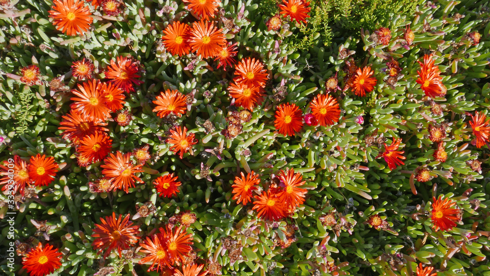 Delosperma flowers. Red flowers succulent called Delosperma 
