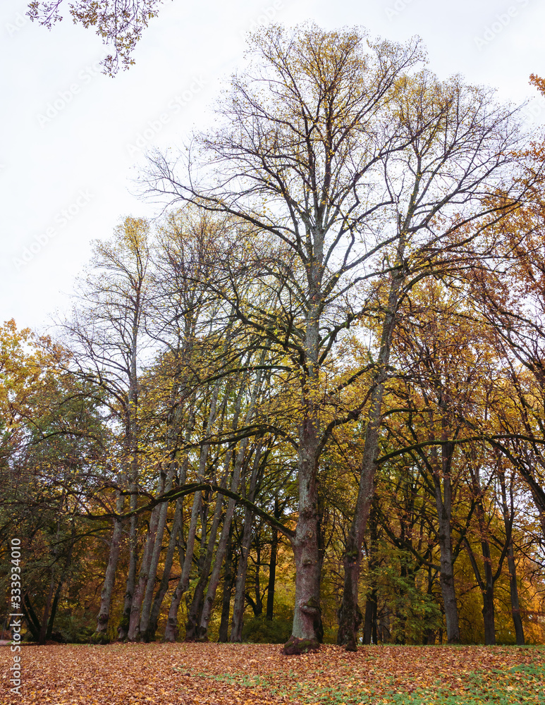 Fototapeta premium the autumn landscape of the park, surrounded by yellow, brown leaves, the trees are partially leafless as they cover the ground.