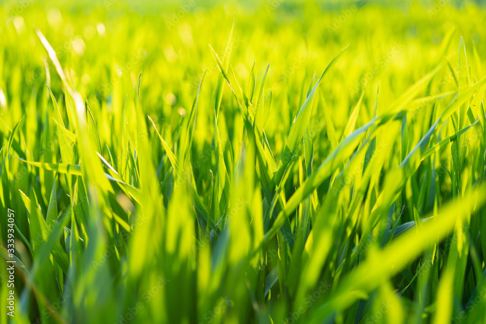 Cu new wheat with dew Cu new wheat with dew