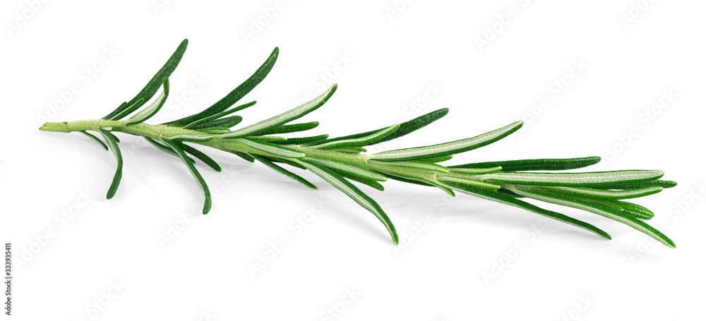 Obraz premium Rose mary isolated on white background.