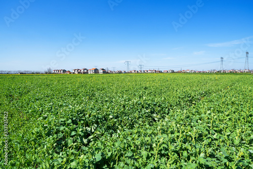 Large area of green farmland in sunny days