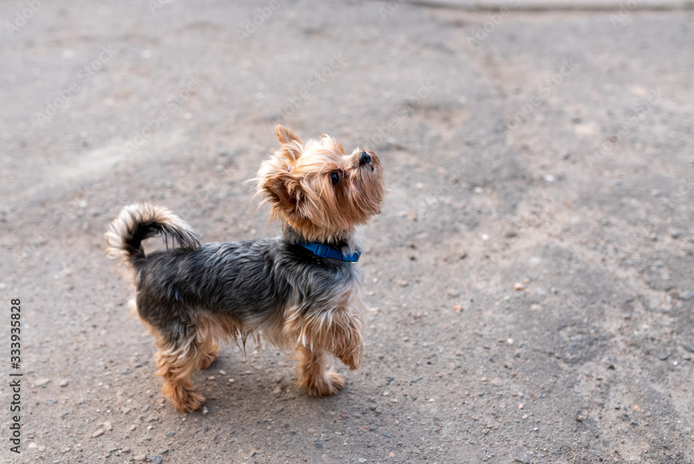 Yorkshirskiy Terrier in the city, on the walk. Yorkshirskiy Terrier in the city, on the walk.