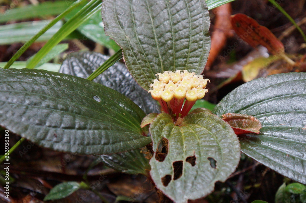 Kinabalu Nature Park is a nature park aimed at protecting the mountain area centered on three mountains. It is a national park in Malaysia and was listed as a UNESCO World Heritage Site in 2000. Kinabalu Nature Park is a nature park aimed at protecting the mountain area centered on three mountains. It is a national park in Malaysia and was listed as a UNESCO World Heritage Site in 2000.
