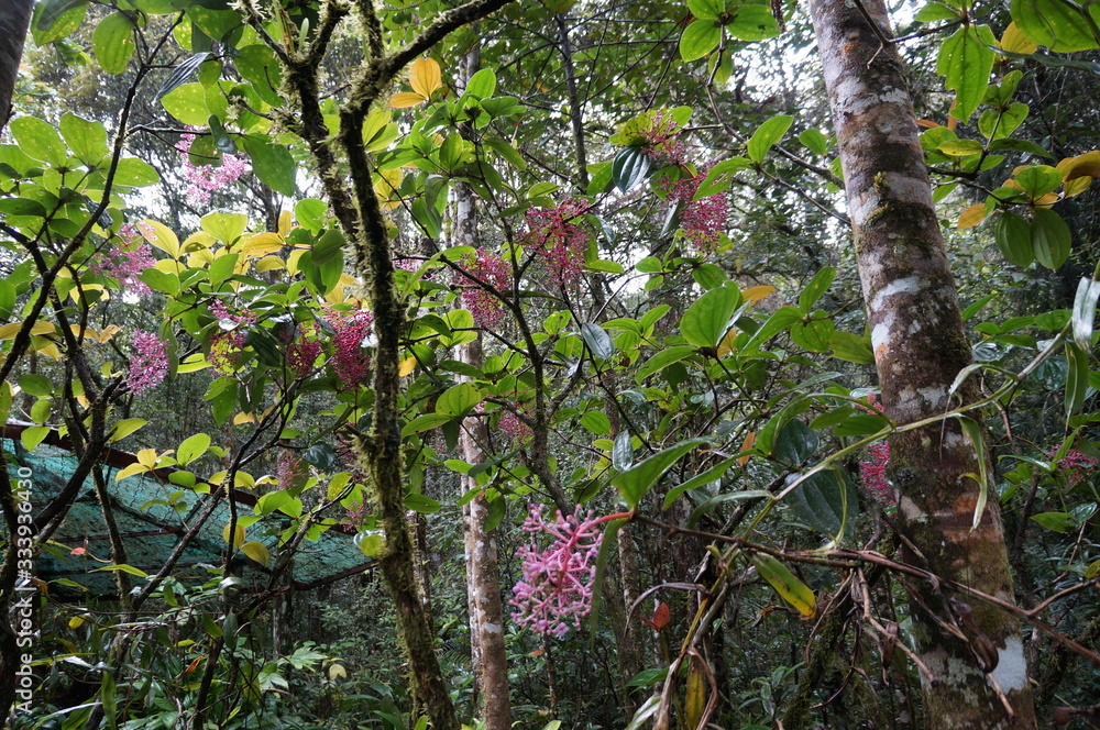 Kinabalu Nature Park is a nature park aimed at protecting the mountain area centered on three mountains. It is a national park in Malaysia and was listed as a UNESCO World Heritage Site in 2000.