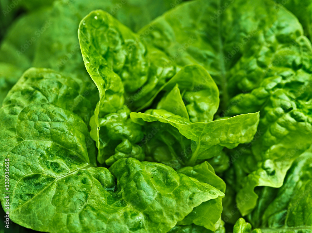 It is green and juicy lattuce dotted drops rain. It is green and juicy lattuce dotted drops rain.
