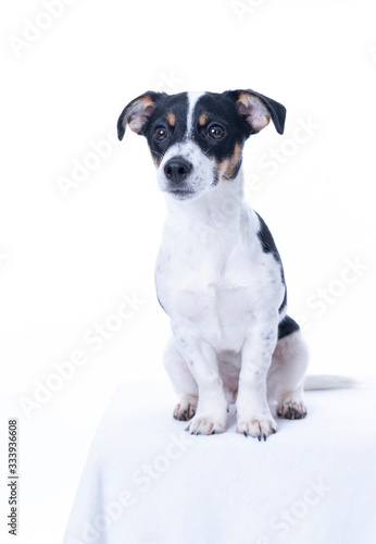 Brown, black and white Jack Russell Terrier posing in a studio, the dog looks straight into the camera, isolated on a white background, copy space © Dasya - Dasya