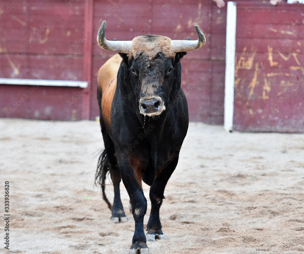 toro español