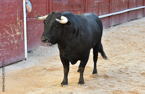 bull with big horns on spain