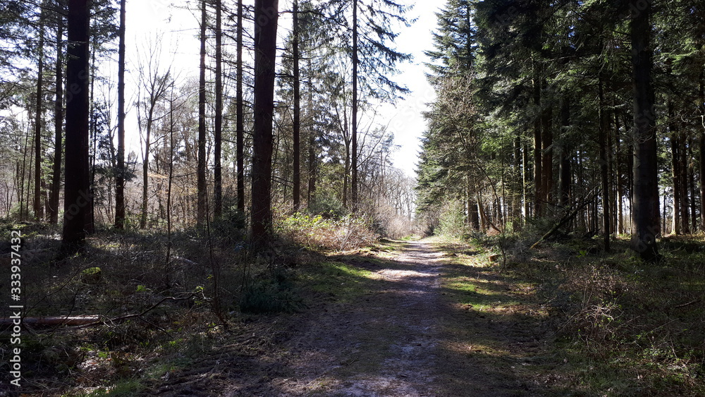 Obraz premium March: spring sun in the winter forest