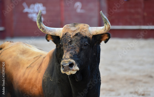 un toro bravo español con grandes cuernos en una plaza de toros en un tradicional espectáculo de toreo