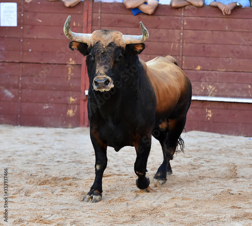 toro español con grandes cuernos en un tradicional espectáculo de toreo