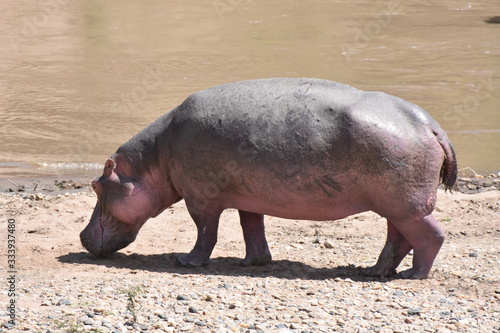Hippo in Maasai Mara  Kenya