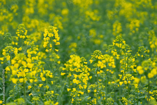 Close up of rape flower