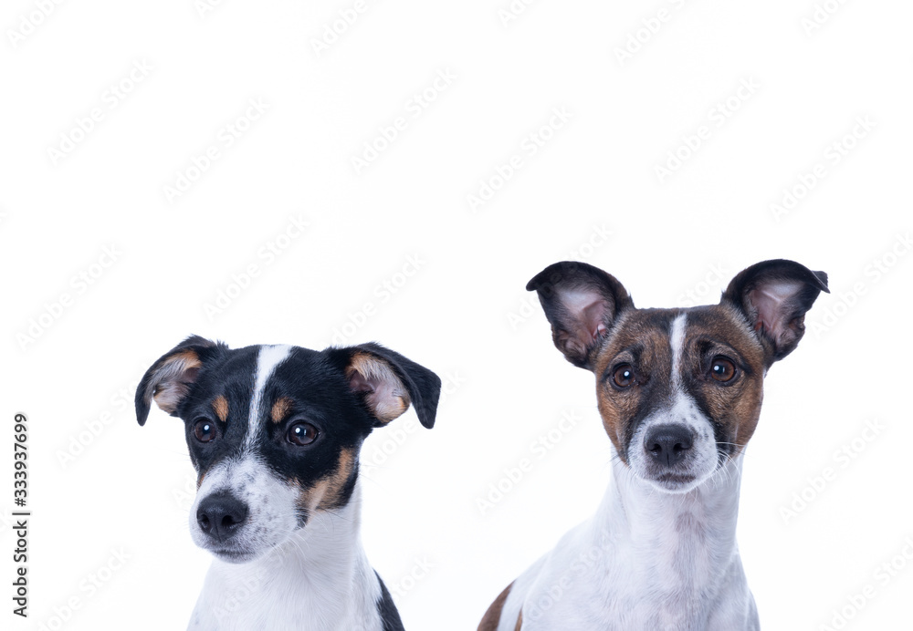 Two brown, black and white Jack Russell Terrier posing in a studio, headshot, isolated on a white background, copy space Two brown, black and white Jack Russell Terrier posing in a studio, headshot, isolated on a white background, copy space