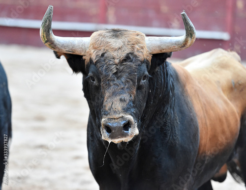 bull with big horns on spain