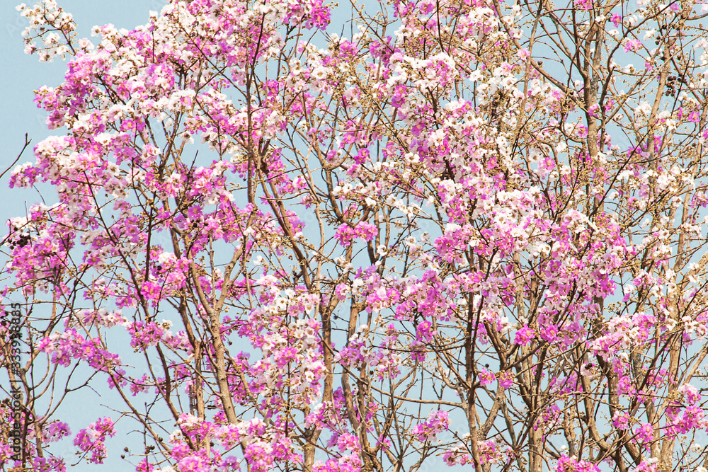 Many pink and white flowers on the tree.