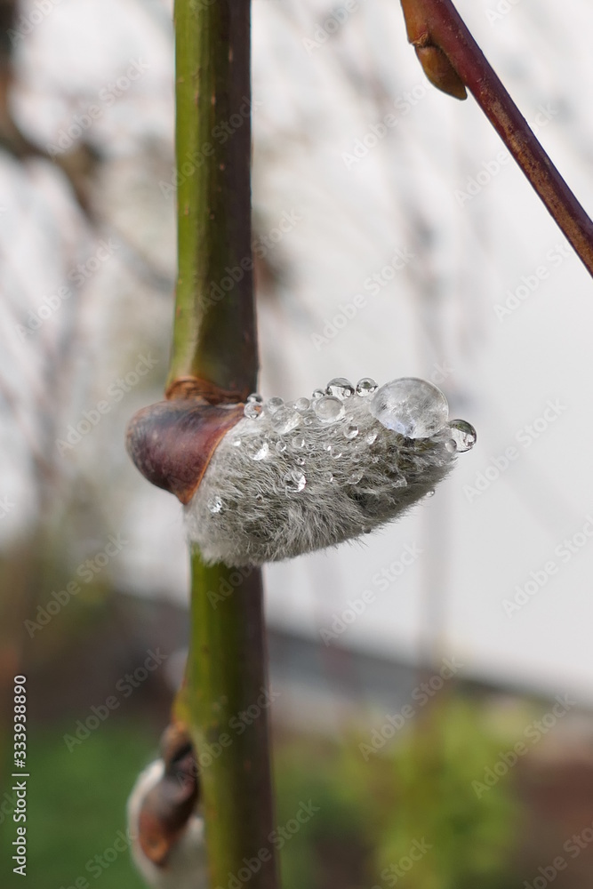 Obraz premium water drops on catkin