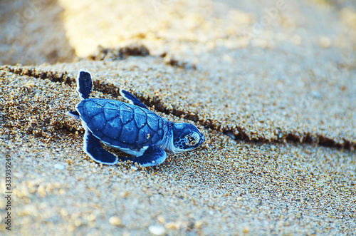 Baby turtle on beach