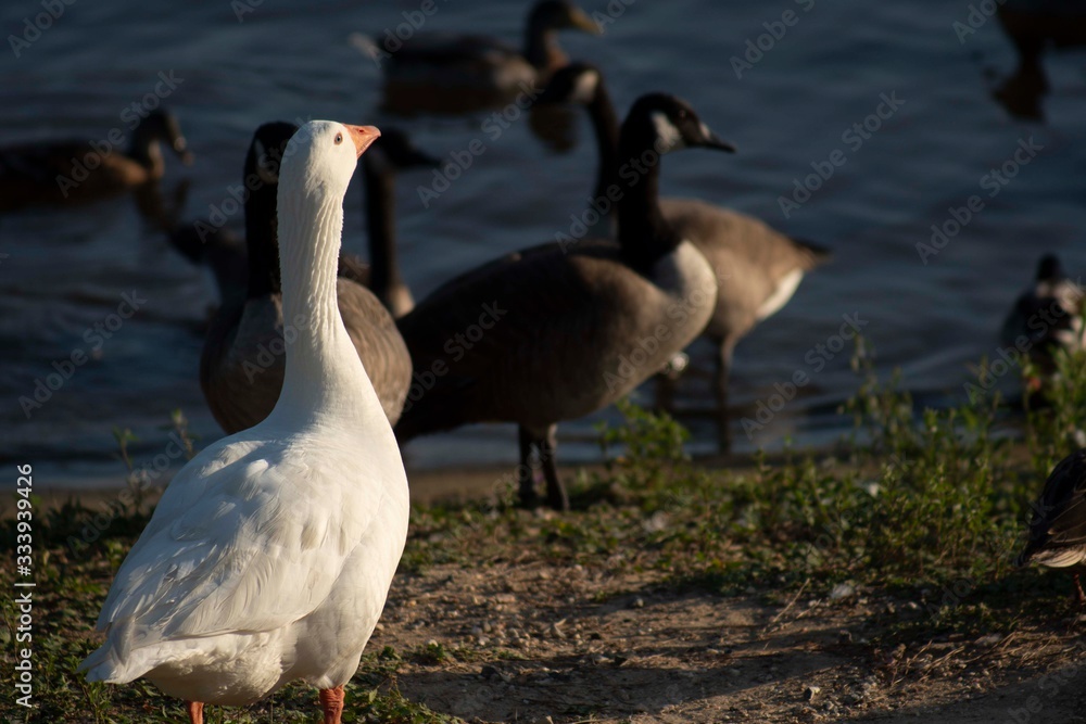 Ducks and water fowls