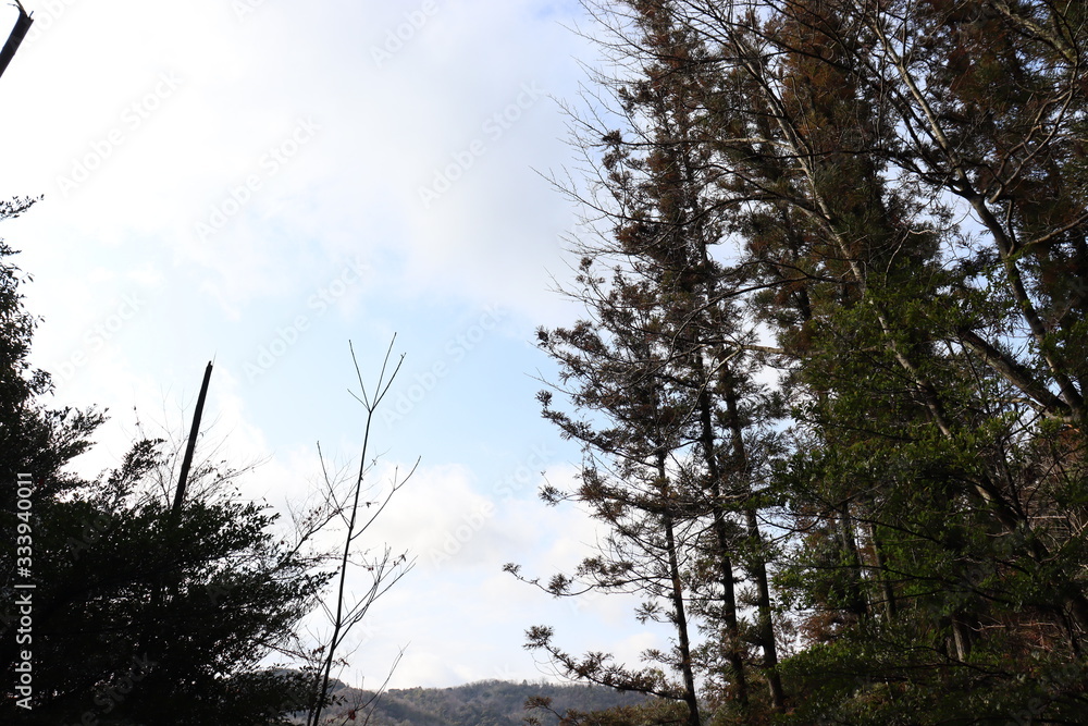 Fototapeta premium 空と植物