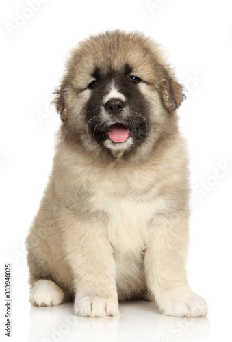 Caucasian puppy sits on a white background