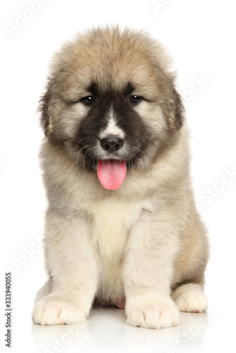 Caucasian puppy sits on a white background © jagodka
