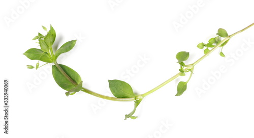 Green grass isolated on white background and texture, top view