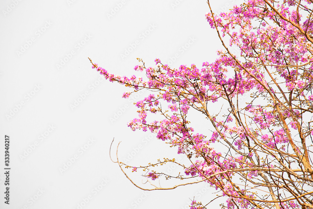Fototapeta premium Many pink and white flowers on the tree.