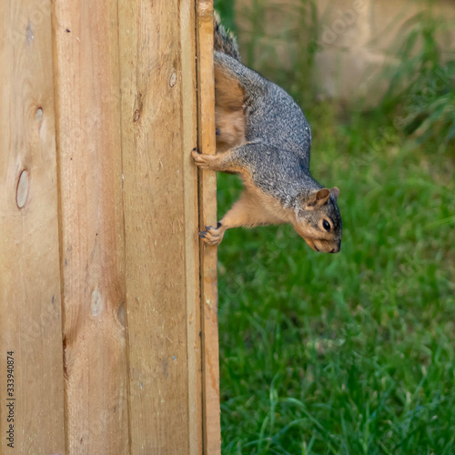 Squirrel running down the side of a fence  frozen in action  wil