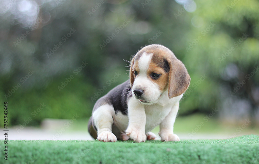 Adorable beagle in summer morning.Cute beagle puppy sit on green grass