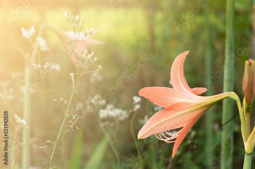 soft orange lily flower in garden spring field nature background
