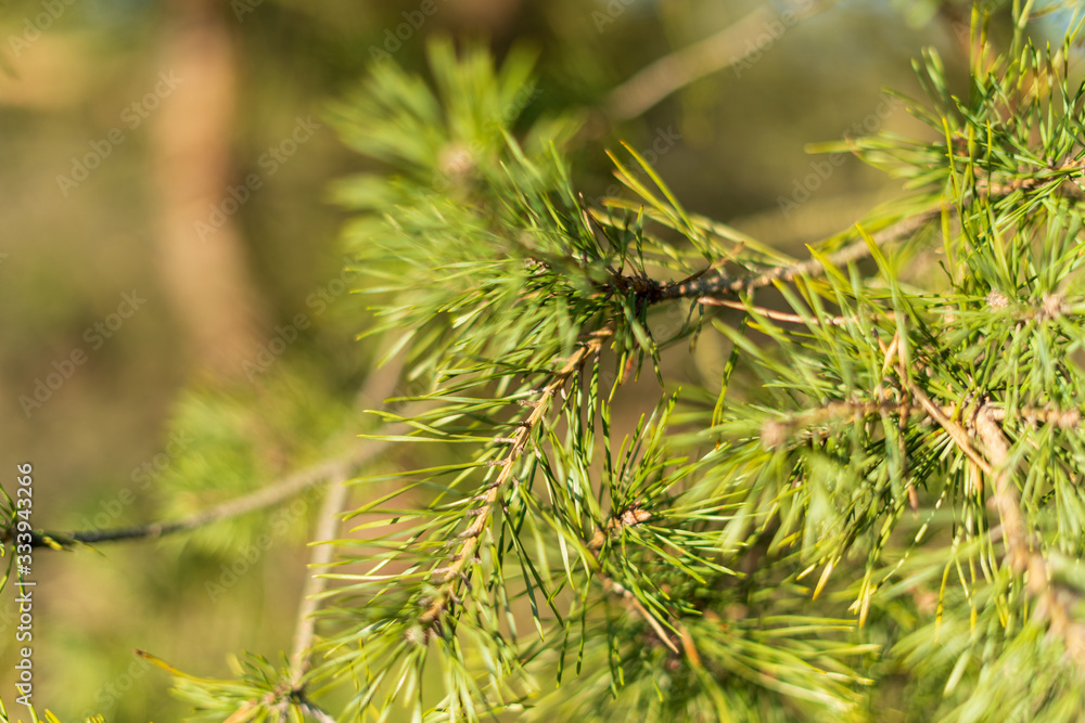Closeup on a pine branch on green blurred background. Pinus sylvestris. Closeup on a pine branch on green blurred background. Pinus sylvestris.