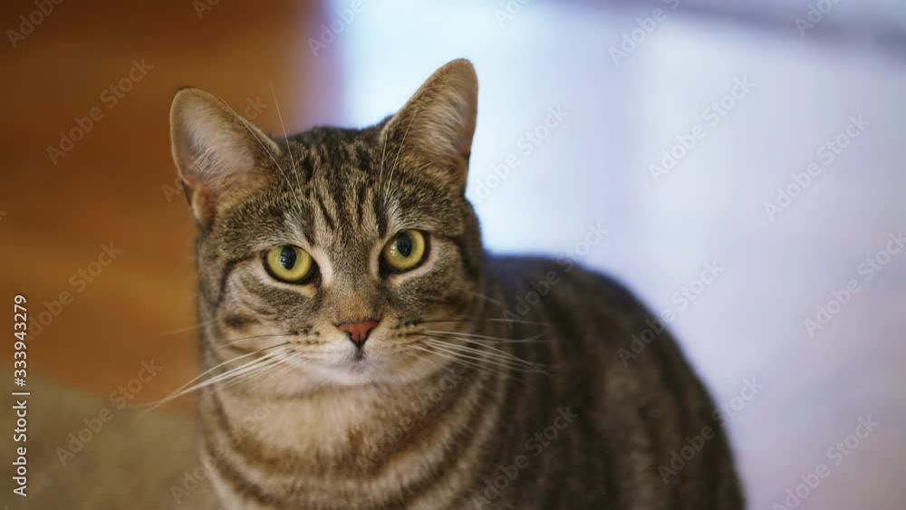 CLOSE UP GRAY CAT LOOKS AROUND INDOOR CLOSE UP GRAY CAT LOOKS AROUND INDOOR