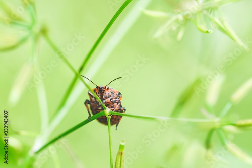 European Minstrel Beetle An ordinary minstrel or Italian striped shield bug Graphosoma lineatum sitting on a blade of grass. © shediva