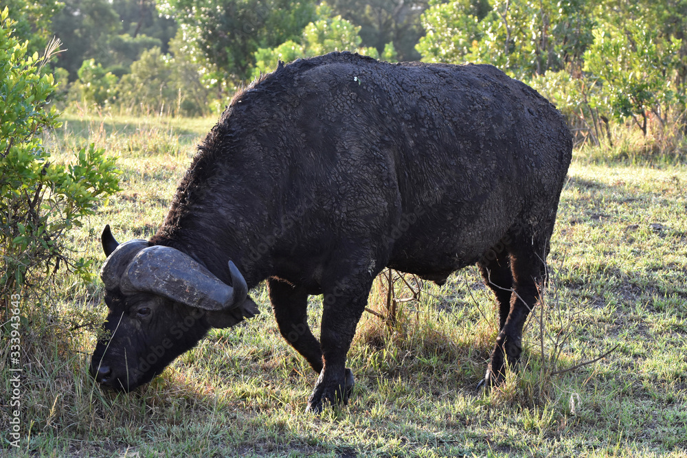 African buffalo in in Maasai Mara, Kenya African buffalo in in Maasai Mara, Kenya
