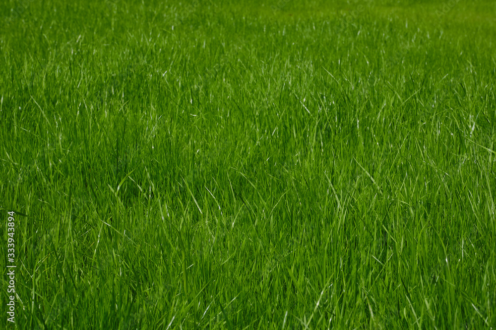 The texture of the grass close-up. Grass field macro. Selective focus. The texture of the grass close-up. Grass field macro. Selective focus.