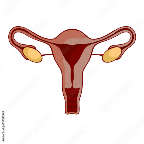 Female reproductive system stylized vector banner template. Flyer. Poster. Vector flat illustration