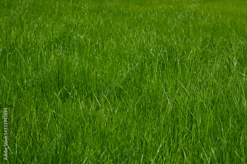 The texture of the grass close-up. Grass field macro. Selective focus. © VLADISLAV
