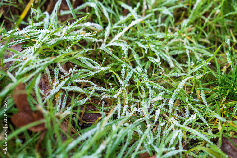 Close up of morning dew on grass Close up of morning dew on grass