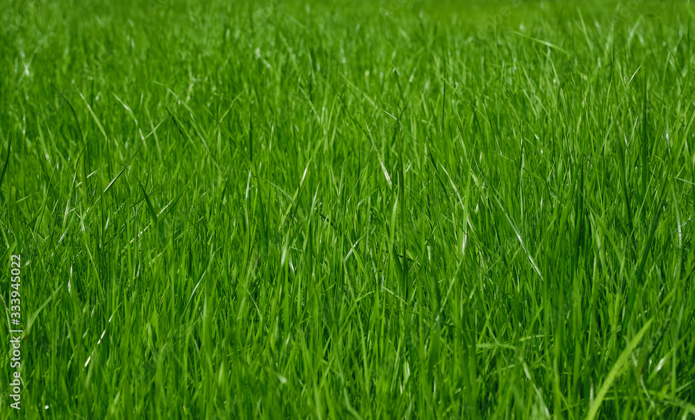 The texture of the grass close-up. Grass field macro. Selective focus. The texture of the grass close-up. Grass field macro. Selective focus.