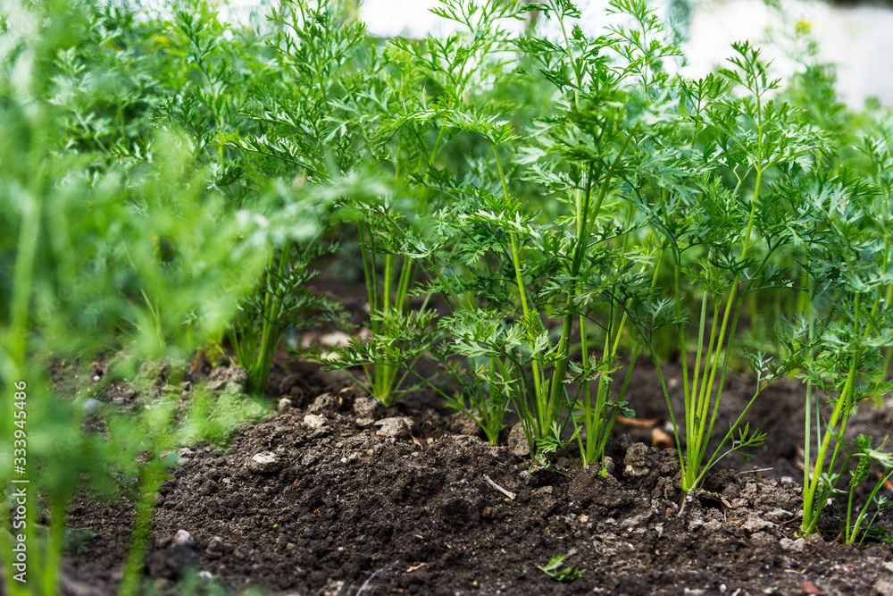 Carrots growing in the beds in the farmers field, carrots sticking out above the mold, vegetables planted in rows. Organic agriculture, farming concept Carrots growing in the beds in the farmers field, carrots sticking out above the mold, vegetables planted in rows. Organic agriculture, farming concept