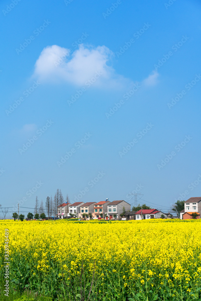 Rape flowers in the new countryside of China