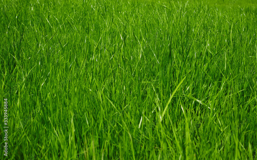 Obraz premium The texture of the grass close-up. Grass field macro. Selective focus. 