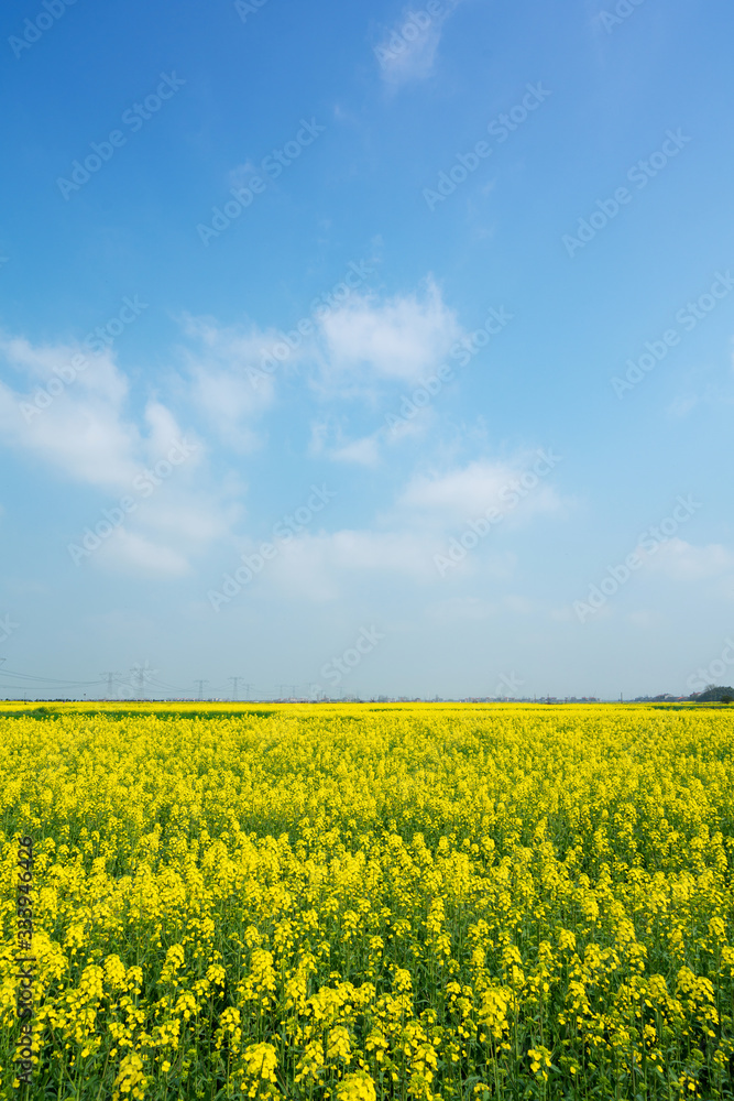 Large area rape flower in plain area